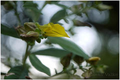 Crotalaria berteroana